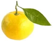 Huile essentielle de Mandarine jaune