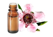 Huile essentielle Manuka