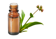 Olio essenziale di Nardo dell'Himalaya (Nardostachys jatamansi)
