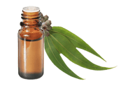 Huile essentielle Eucalyptus smithii BIO