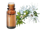Huile essentielle Kunzea