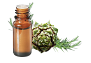 Huile essentielle Cryptomeria