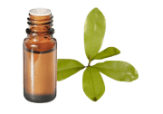 Bay Saint Thomas essential oil