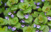 bienfaits des herbes aromatiques en cuisine.avif