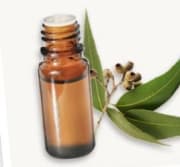 Huile essentielle Eucalyptus globulus BIO