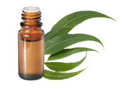 Olio essenziale di eucalipto radiato Eucalyptus radiata