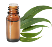 Huile essentielle d'Eucalyptus radié