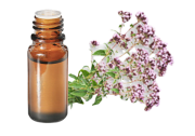 FT-Plante HE-Thym-geraniol-removebg-preview