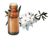 Olio essenziale di Ledum della Groenlandia BIO