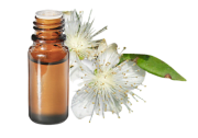 Green Myrtle essential oil
