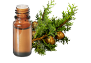 Olio essenziale di cipresso sempreverde