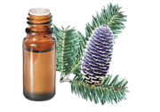 Huile Essentielle Sapin baumier