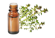 Olio essenziale di Timo tujanolo della Provenza BIO