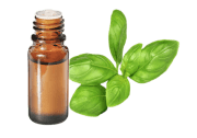 Olio essenziale di Basilico dolce al linalolo BIO