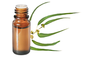 Huile essentielle Eucalyptus à cryptone BIO