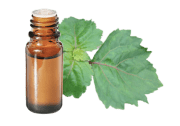 Huile essentielle de Patchouli Pogostemon cablin