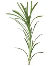 plante_romarin-verbenone