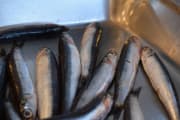  filets d’anchois
