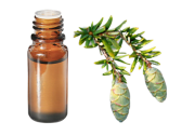 Huile essentielle Pruche BIO 