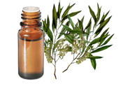 Huile essentielle Tea tree citronné BIO
