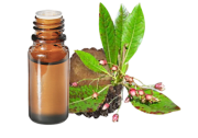 Olio essenziale di Palissandro (Legno di Rosa)