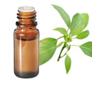 Huile essentielle Ravintsara (Ravintsare) BIO