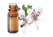 Huile essentielle de Géranium Bourbon Pelargonium asperum