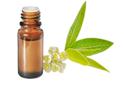 Huile essentielle Litsée citronnée BIO