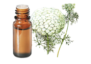 Huile essentielle de Khella