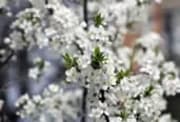971578_spring