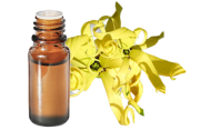 Ylang-ylang essential oil