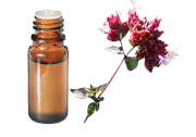 Huile essentielle Origan compact BIO
