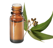 Huile essentielle Eucalyptus globulus BIO
