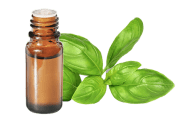 Olio essenziale di Basilico tropicale, Ocimum basilicum