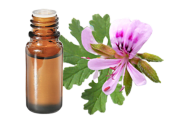  Egyptian geranium essential oil