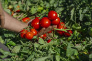 tomates