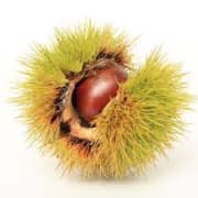 Châtaignes au naturel