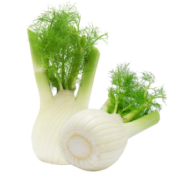 Bulbe de Fenouil