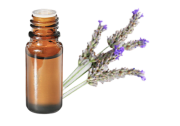 O.E. di Lavanda spica
