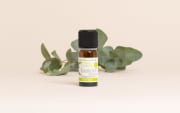Huile essentielle Eucalyptus globulus BIO