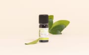 Olio essenziale di Bay Saint Thomas
