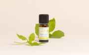 Huile essentielle Basilic sacré BIO
