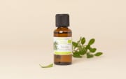 Huile essentielle Tea tree (Arbre à Thé BIO)