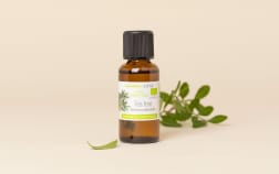 Huile essentielle Tea tree (Arbre à Thé BIO)
