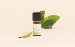 Huile essentielle Gingembre papillon