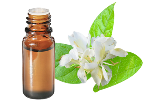 FT-Plante HE-Gingembre-papillon-removebg-preview