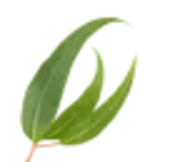 DT-entretien_Photos-plantes-he_eucalyptus