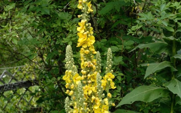 Bouillon blanc (Verbascum thapsus)