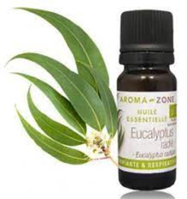 Olio essenziale di eucalipto radiato