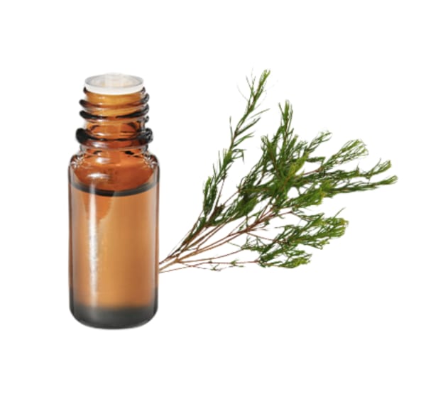 tea tree
